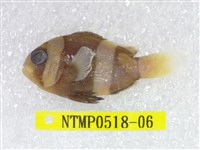 藏品(克氏海葵魚)的圖片